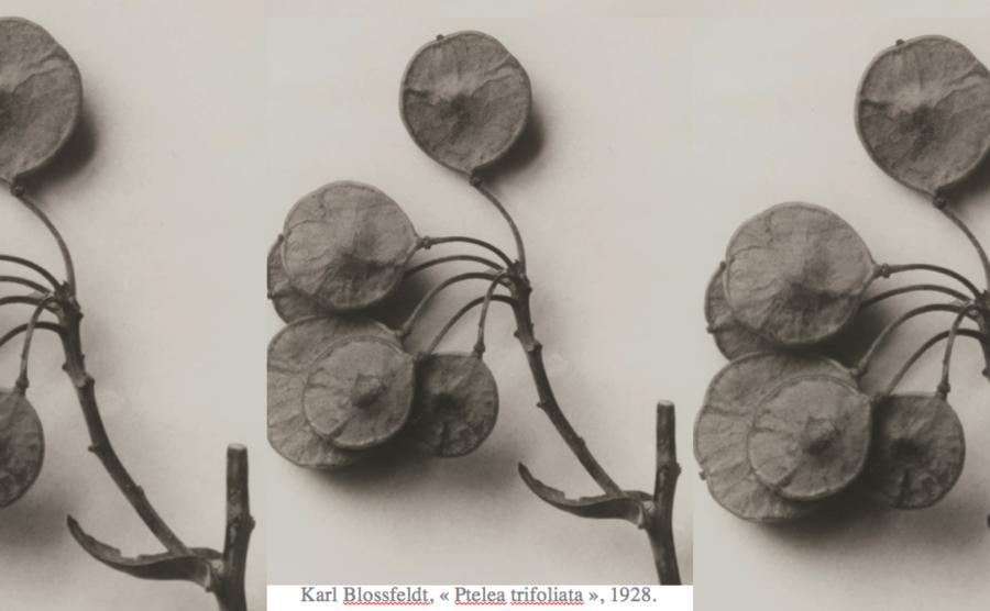 Karl Blossfeldt, « Ptelea trifoliata », 1928.